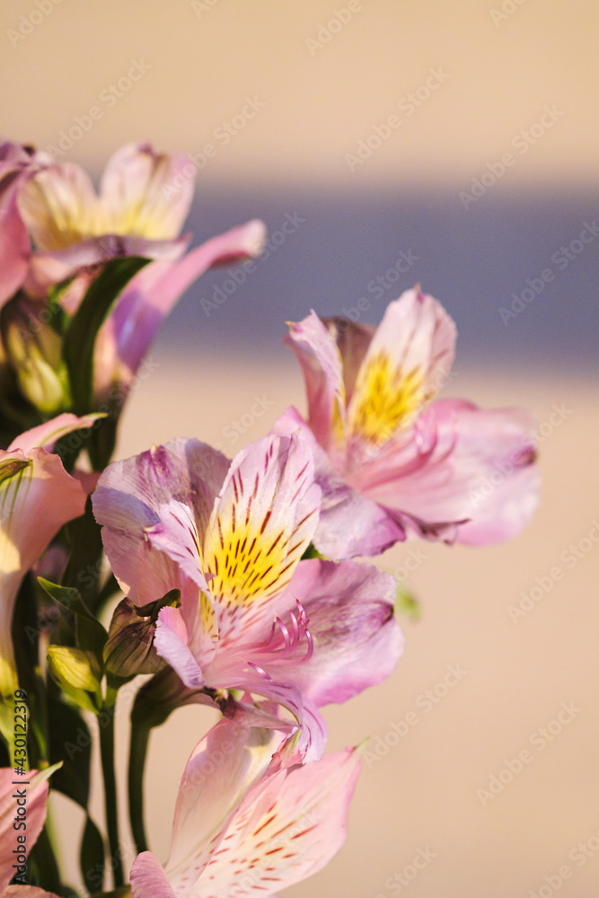 A bouquet of flowers from Alstroemeria in a glass vase