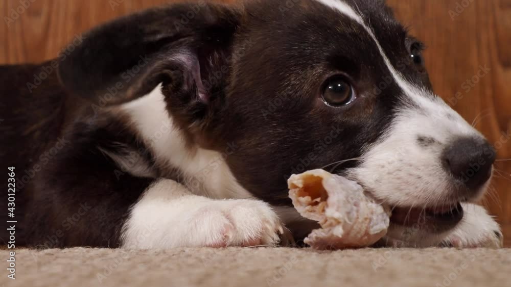 happy corgi puppy black and white at home, eating a treat happy corgi puppy black and white at home, eating a treat