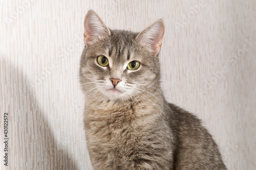 A domestic cat seats on the couch. The cat in the home interior.