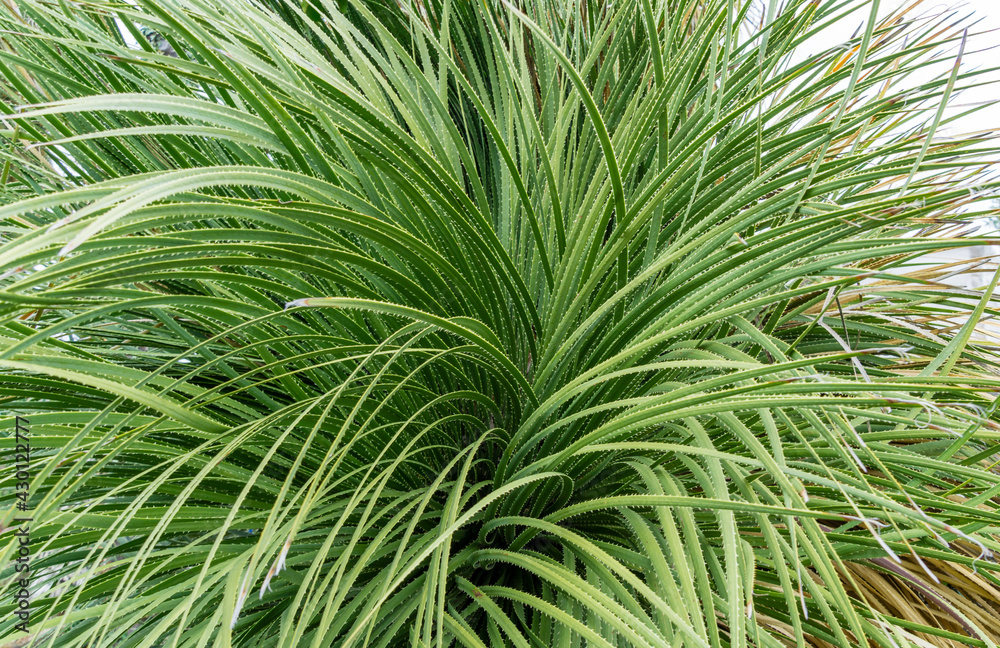 Dasylirion Graminifolium long leaves with toothed edges close up. Tropical beautiful plant grows in Arboretum Park Southern Cultures in Sirius (Adler) Sochi. Beautiful green natural background. Dasylirion Graminifolium long leaves with toothed edges close up. Tropical beautiful plant grows in Arboretum Park Southern Cultures in Sirius (Adler) Sochi. Beautiful green natural background.