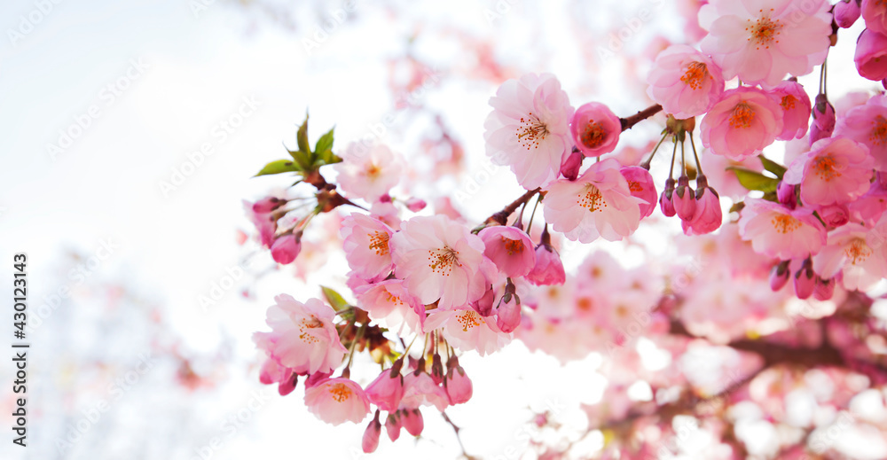Sakura flowers over blurred background