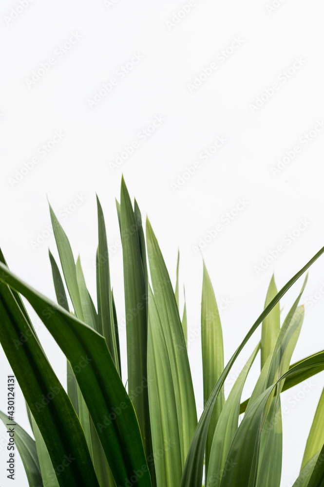 Close-up nature images of tropical leaves, background images and green leaf patterns. Close-up nature images of tropical leaves, background images and green leaf patterns.