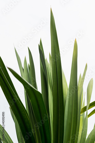Close-up nature images of tropical leaves  background images and green leaf patterns.