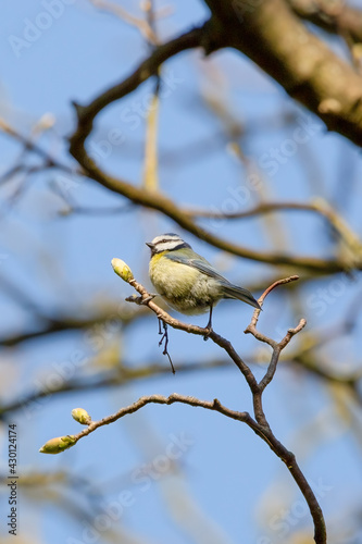 A blue tit perched on a branch with a blossom bulb