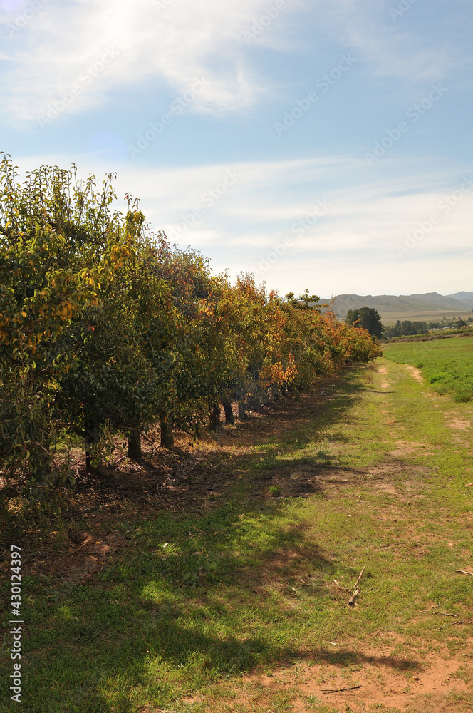A row of apple trees in the Langkloof in South Africa going into the rest of autumn