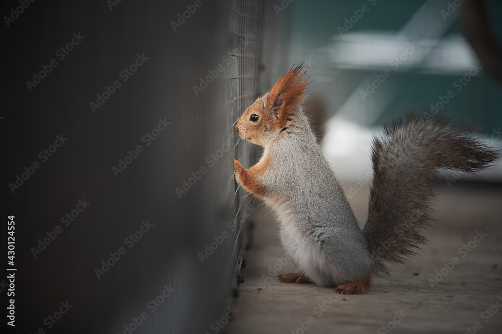 Fototapeta premium The squirrel in the cage wants to eat