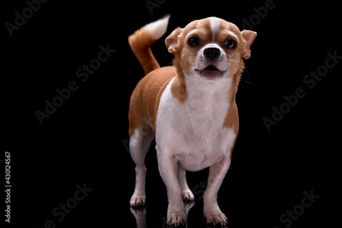Fototapeta Naklejka Na Ścianę i Meble -  Small dog white brown fur color standing bark commercial for veterinary care and health or doggie food nutrition funny pet puppy animal studio black background.