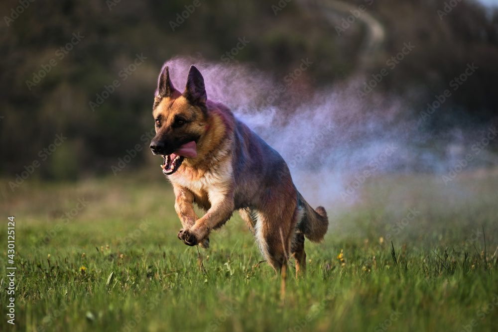 Colored smoke cloud, Indian paint festival. Dog runs through a green clearing with dry colors of holi turning into smoke. German Shepherd with purple holi colors.