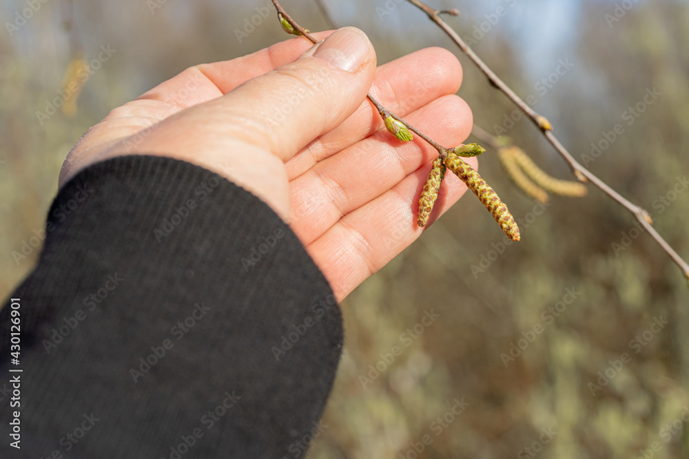 A woman holds a birch branch in her hand. Natural background A woman holds a birch branch in her hand. Natural background