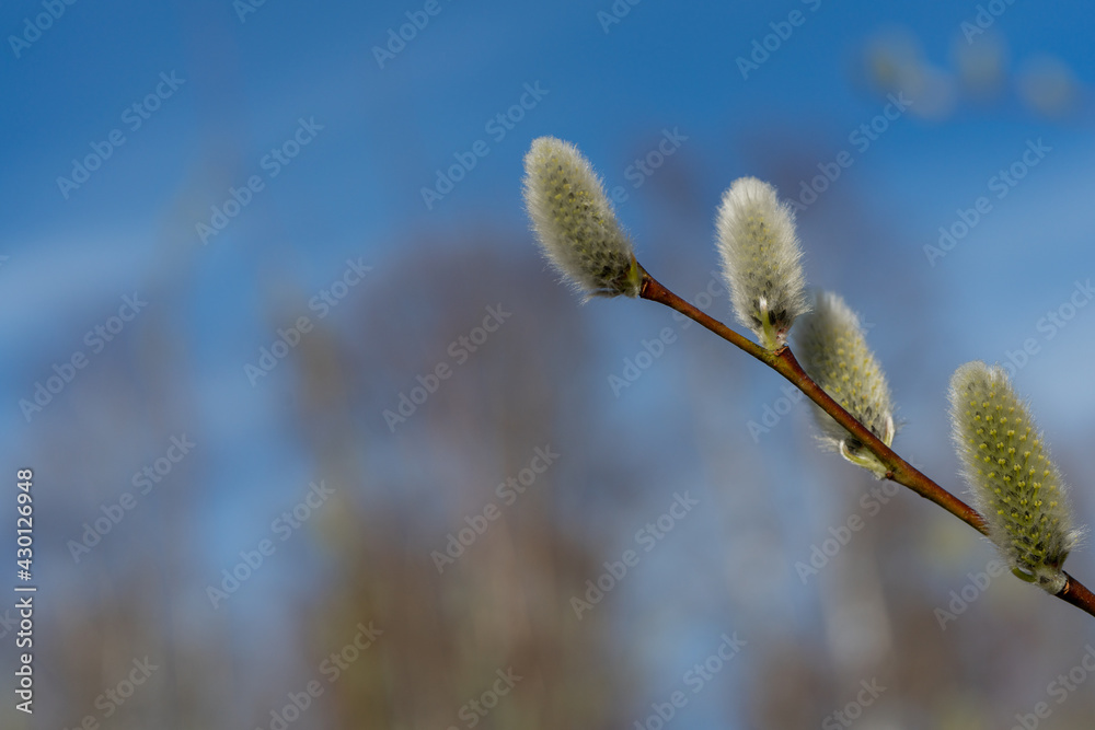 Pussy-willow buds bloom on the branches. Macro. Pussy-willow buds bloom on the branches. Macro.