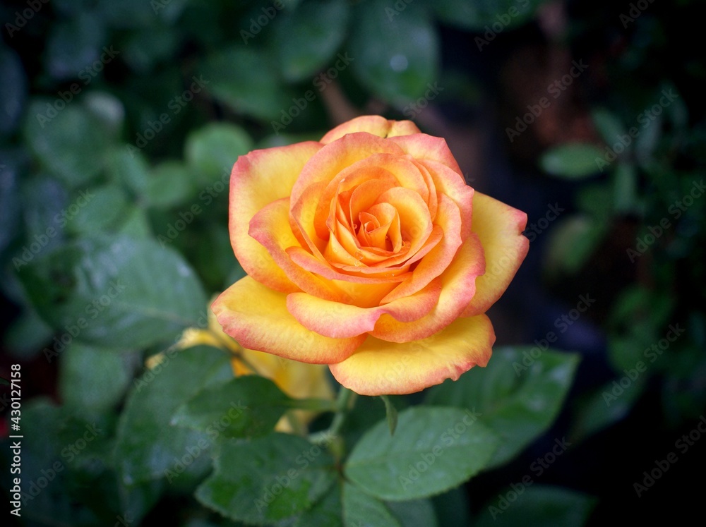 orange rose in garden orange rose in garden