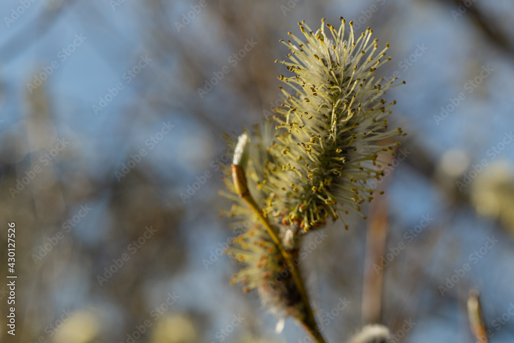 Pussy-willow buds bloom on the branches. Macro. Pussy-willow buds bloom on the branches. Macro.