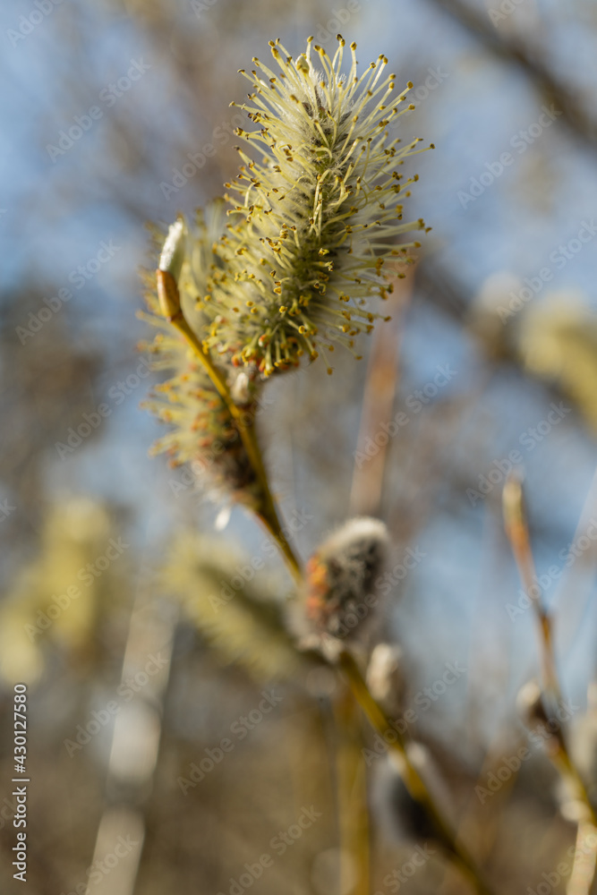 Fototapeta premium Pussy-willow buds bloom on the branches. Macro.