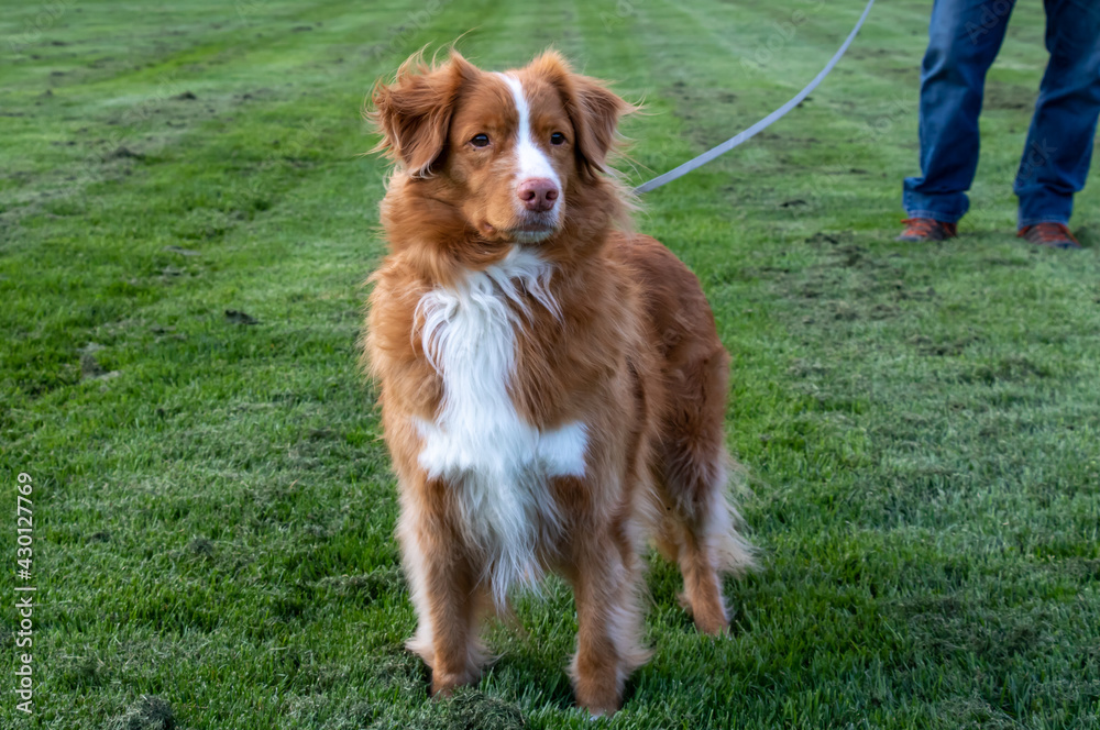 Nova Scotia Duck Tolling Retriever staring intensely at something in the distance while on leash with man's legs in background