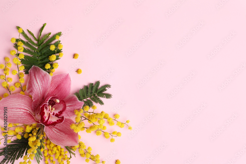 Obraz premium Beautiful floral composition with mimosa flowers on pink background, flat lay. Space for text