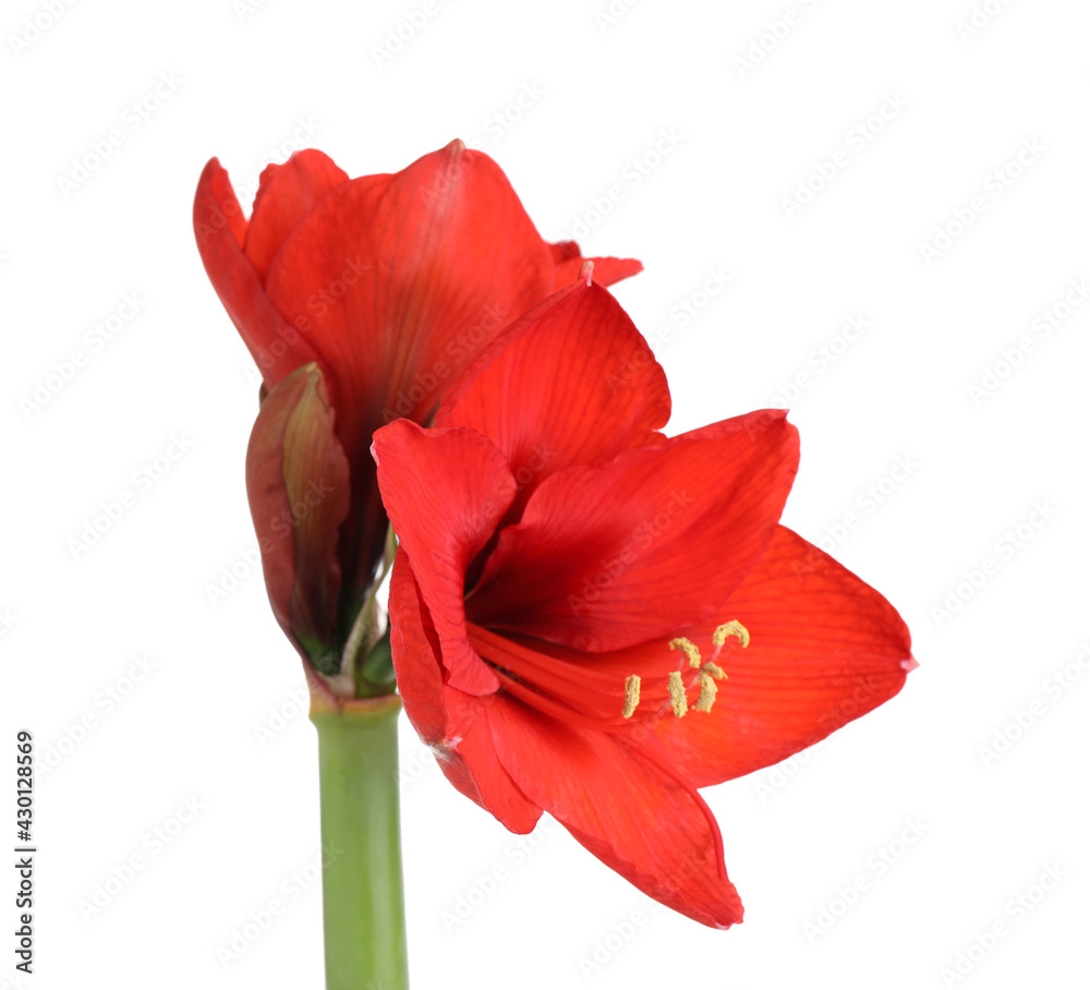 Beautiful red amaryllis flower isolated on white Beautiful red amaryllis flower isolated on white