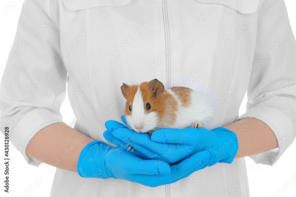 Scientist holding guinea pig on white background, closeup. Animal testing concept Scientist holding guinea pig on white background, closeup. Animal testing concept