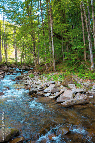 mountain stream runs through forest. spring nature scenery on a sunny day. rapid water flows among the rocks. beech trees on the shore in lush green foliage