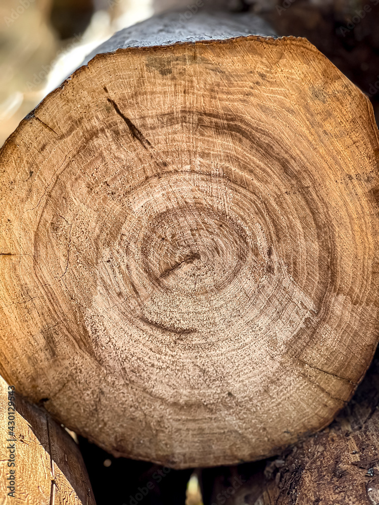 Close up of textured tree logs in a cut. Close up of textured tree logs in a cut.