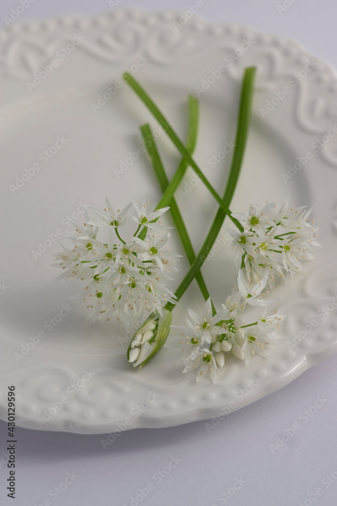 Allium ursinum wild bears garlic flowers in bloom, white rmasons buckrams flowering plants on the plate Allium ursinum wild bears garlic flowers in bloom, white rmasons buckrams flowering plants on the plate