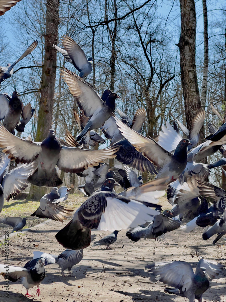 Fototapeta premium Soaring flock of pigeons in the park in motion.