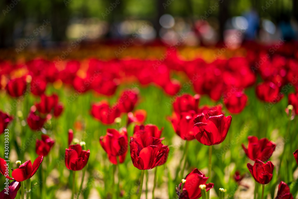 Obraz premium チューリップ