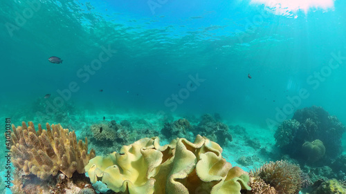 Fototapeta Naklejka Na Ścianę i Meble -  Tropical coral reef. Scene reef. Marine life sea world. Underwater fish reef marine. Philippines.