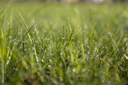 morning dew on the green grass