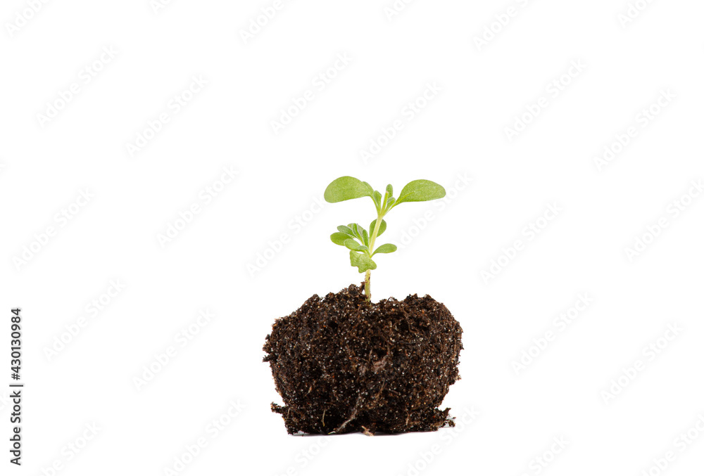 Young lavender flower plant start growing in ball of soil, isolated on white background, lot of room for text. Ready for planting outdoors. Young lavender flower plant start growing in ball of soil, isolated on white background, lot of room for text. Ready for planting outdoors.
