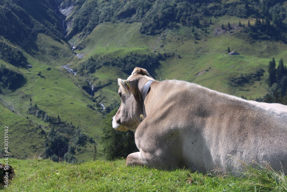 Eine Kuh in den Alpen der Schweiz Eine Kuh in den Alpen der Schweiz