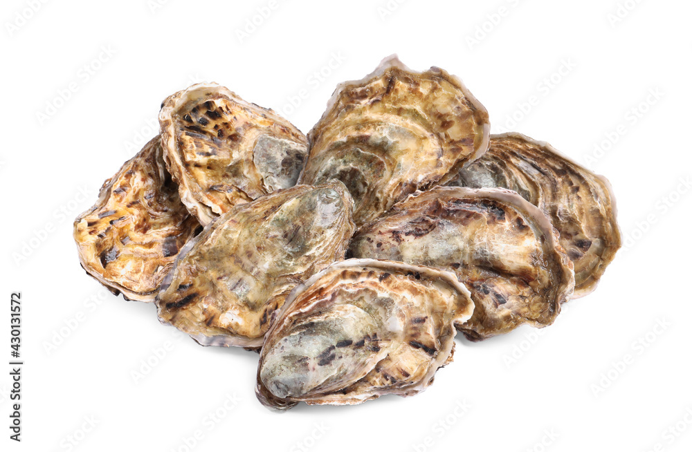 Fresh raw closed oysters on white background Fresh raw closed oysters on white background