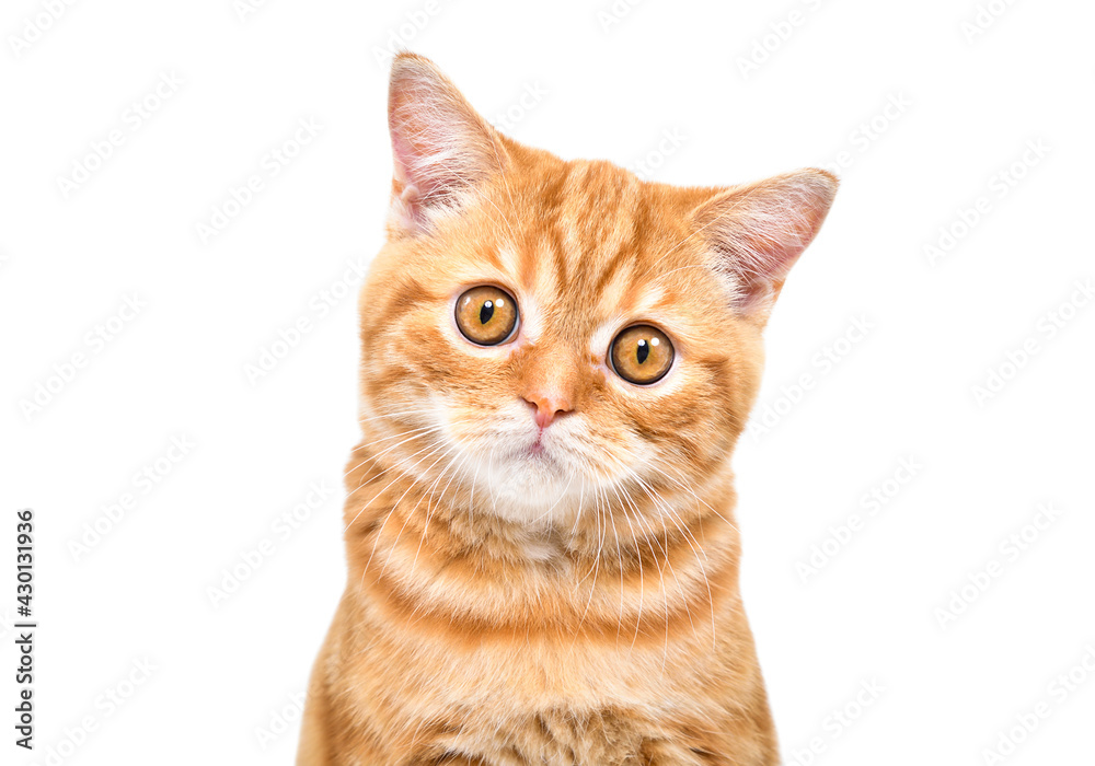 Portrait of cute loving ginger kitten Scottish Straight, closeup, isolated on white background