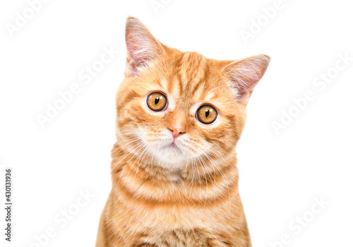 Portrait of cute loving ginger kitten Scottish Straight, closeup, isolated on white background