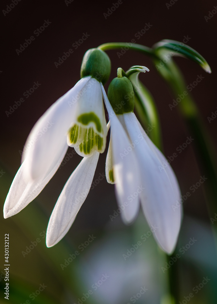 close-up macro picture of snowdrop flower in spring close-up macro picture of snowdrop flower in spring