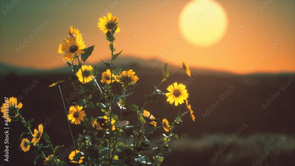 wild flowers on hills at sunset