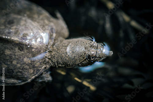 Soft shelled turtle in nature
 photo