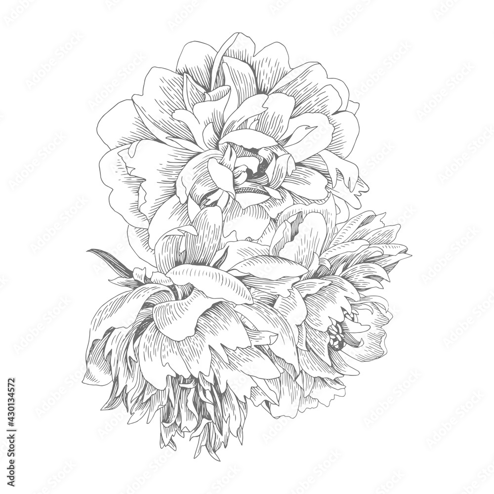 Bouquet of isolated peonies. Vector illustration