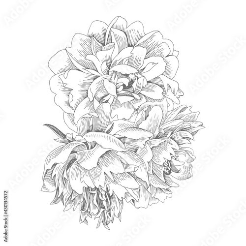 Bouquet of isolated peonies. Vector illustration