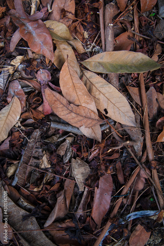 Brown dry leaves on the ground