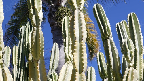 Cactus succulent plant, California USA. Desert flora, arid climate natural flower, botanical close up background. Green ornamental unusual houseplant. Gardening in America, grows with aloe and agave.