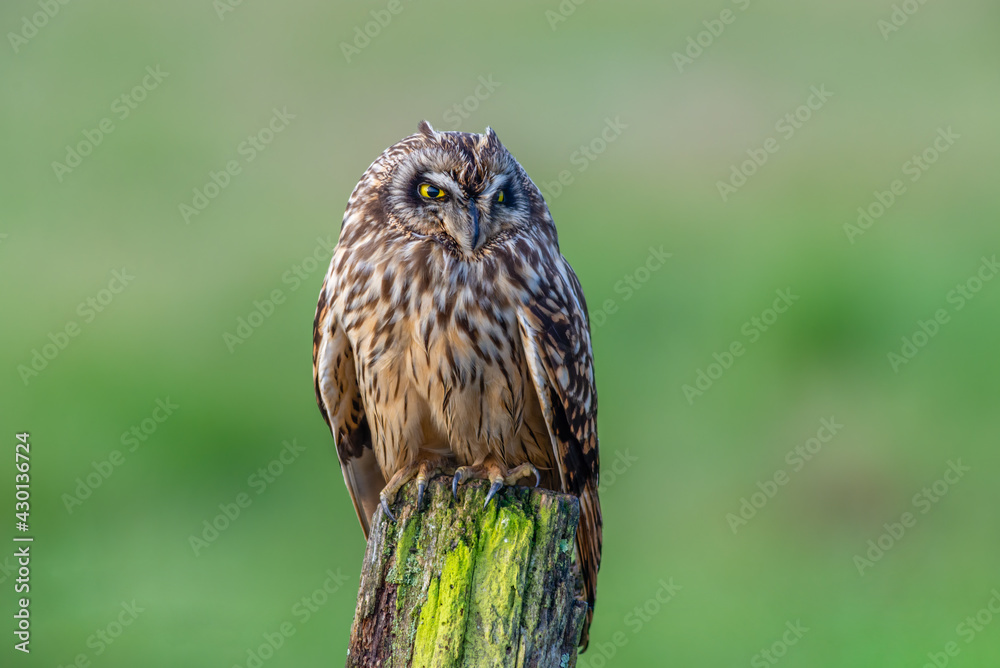 Short-eared owl (Asio flammeus) close up perched on post isolated on green background Short-eared owl (Asio flammeus) close up perched on post isolated on green background