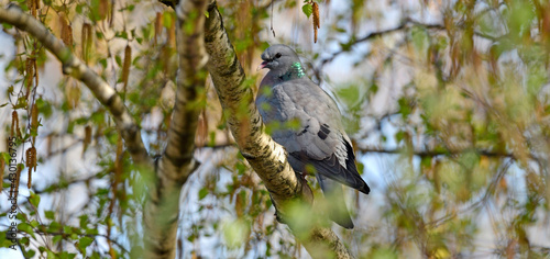 Stock dove // Hohltaube (Columba oenas)  photo