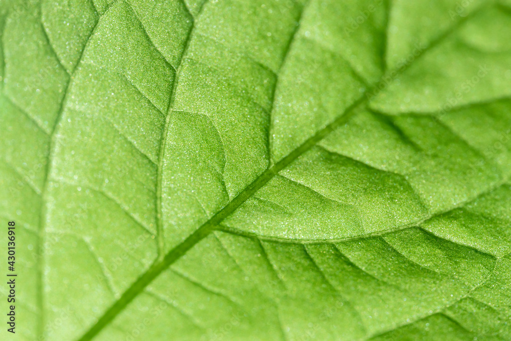 Bright green leaf texture in backlit. Bright green leaf texture in backlit.