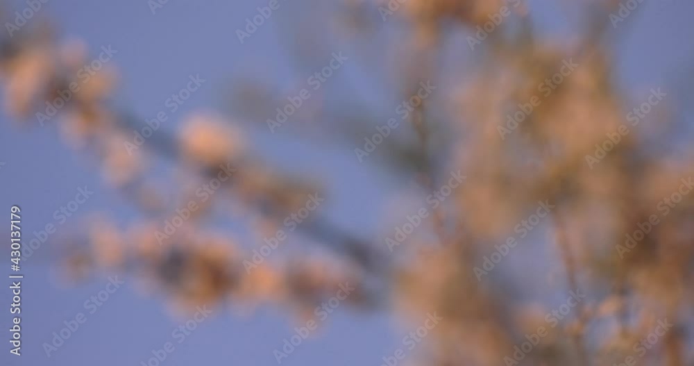 a twig with plum flowers illuminated by the rays of the setting sun a twig with plum flowers illuminated by the rays of the setting sun