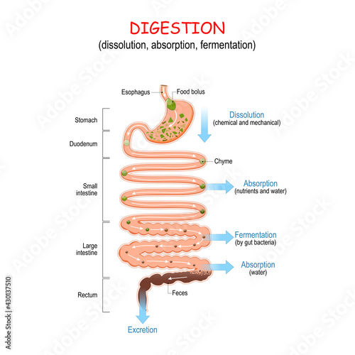 digestion from chyme to Feces. Human digestive system photo