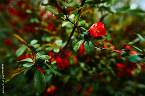 Red flowers on green bush