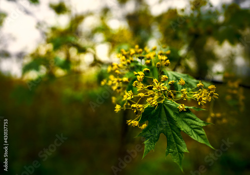 A linden blossoms in the woods