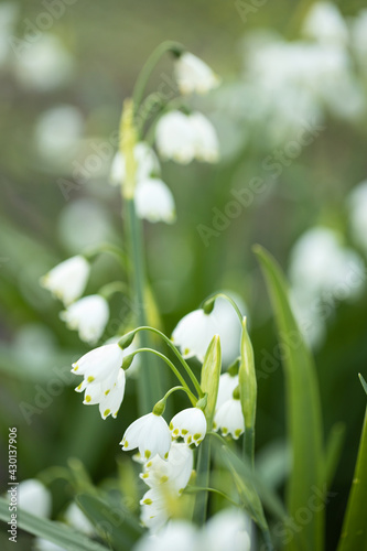 Close up of white snowflakes flowers in sunny day in a forest. © Zaitseva