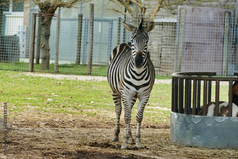 Fototapeta premium zebra in zoo, photo as a background