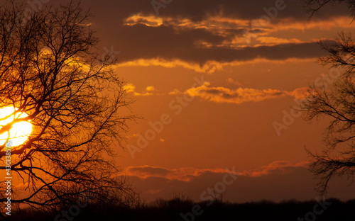 Red sun at sunset and sky with clouds looking through the branches of trees.